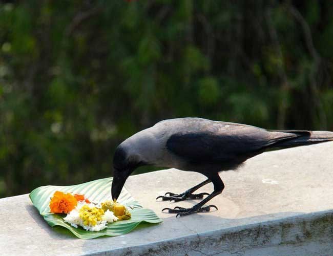 काग तिहार आज