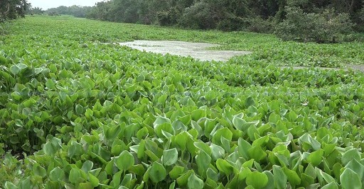 नेपालको प्याराताल भारतीय कब्जामा: नेपाल सरकार मौन