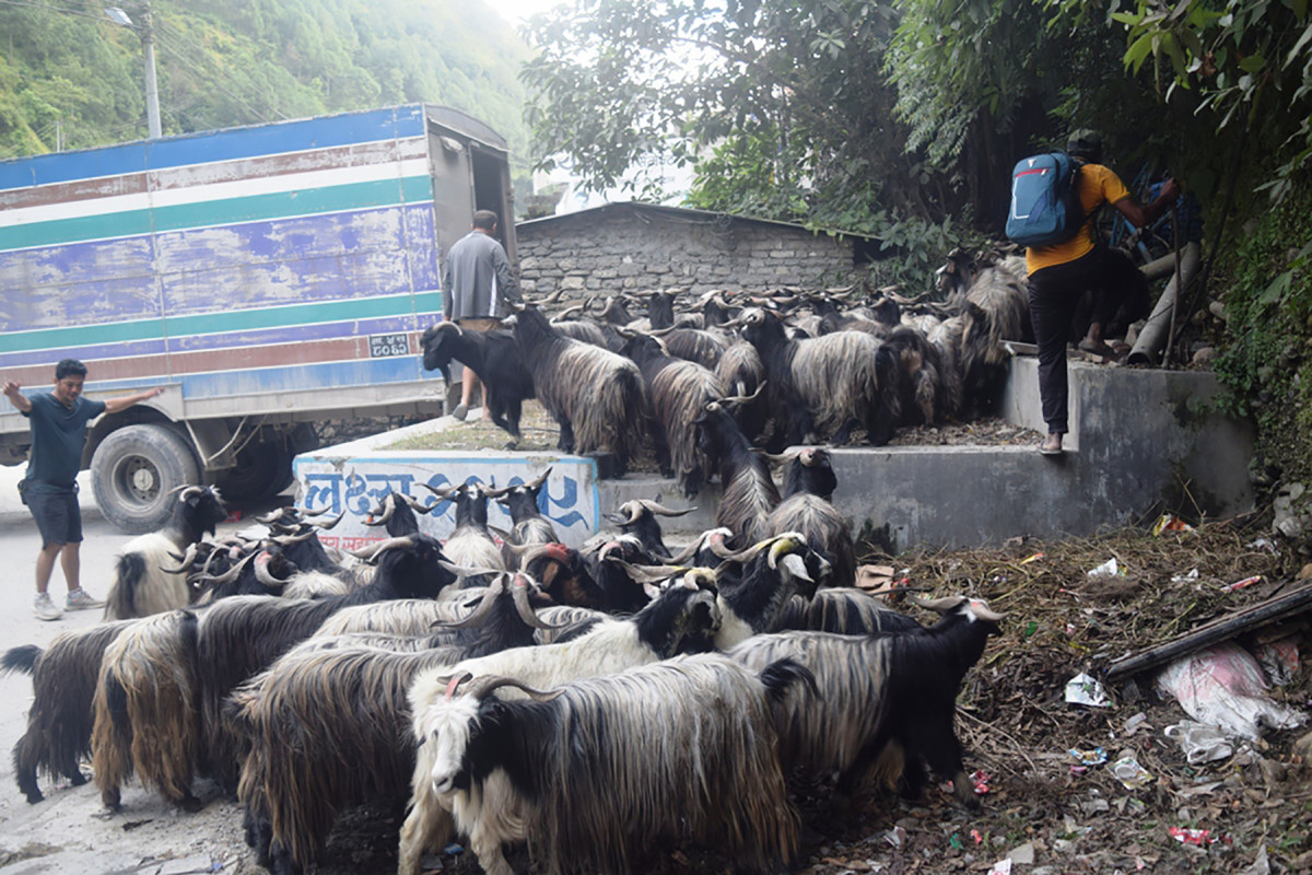 च्याङ्ग्रा निर्यात गरिँदै (फोटो फिचर)