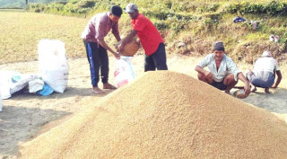 किसानले धान बेचिसके, सरकारले बल्ल तोक्यो समर्थन मूल्य