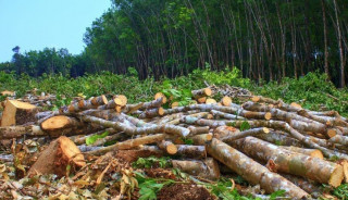 पृथ्वीराजमार्ग विस्तारः ४६६ रुख काटिने