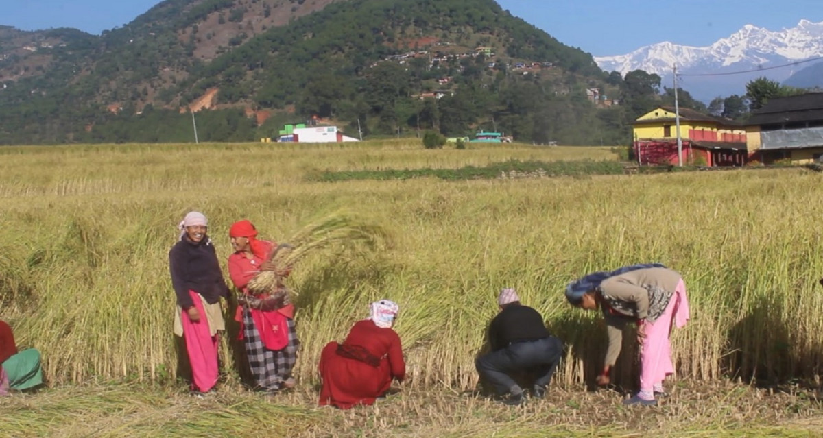 किसानलाई धान भित्र्याउने चटारो : छैन चुनावको उत्साह