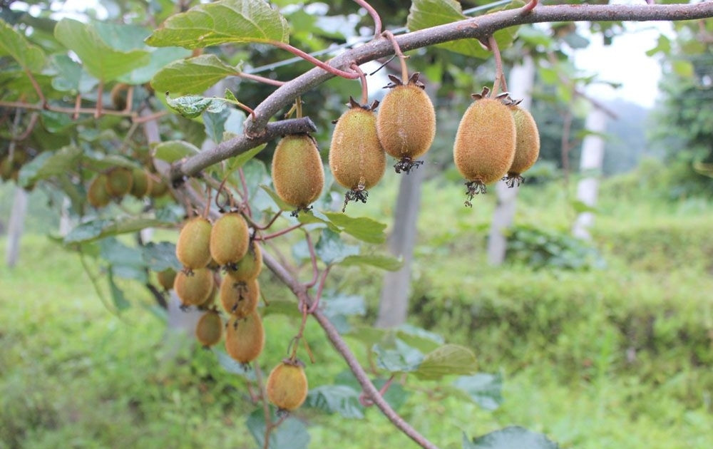 मकै र कोदो फल्ने बारेमा किवी खेती, वार्षिक दुई लाखभन्दा बढी आम्दानी