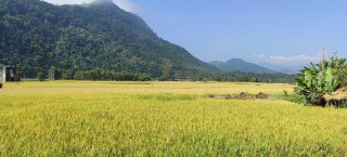 धान पकेट क्षेत्रकै बासिन्दा आयातित चामलमा निर्भर