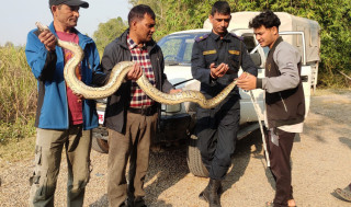 कञ्चनपुरमा गरियो अजिङ्गरको उद्धार