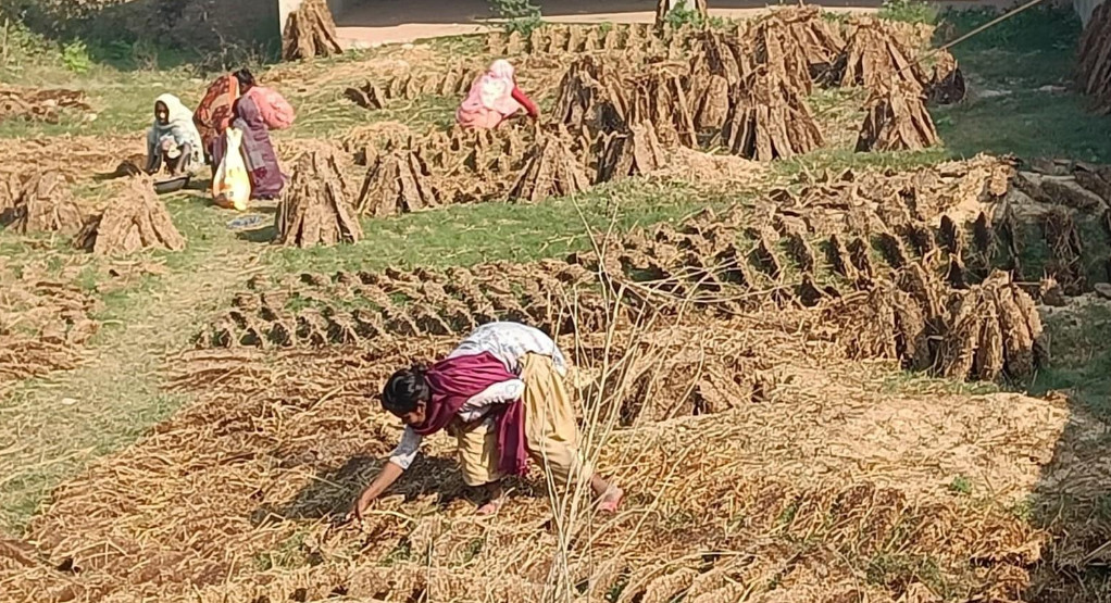 खाना पकाउन अझै गुइँठाकै भर