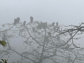 पोखरा अन्तर्राष्ट्रिय विमानस्थलको टाउको दुखाइ बनेका यी लोपोन्मुख गिद्ध!