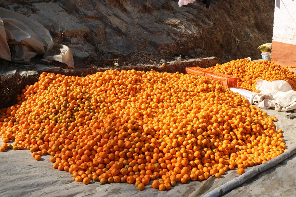 बाग्चौरका दुई वडाबाट १२ करोडको सुन्तला निकासी 