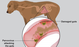कुकुरमा ‘पार्वो भाइरस’ सङ्क्रमण देखियो