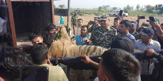 महिला मार्ने बाघलाई चिडियाखाना लगिने