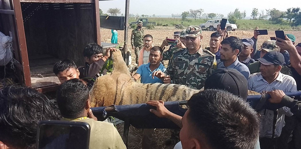 महिला मार्ने बाघलाई चिडियाखाना लगिने