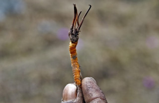 यार्सागुम्बा सङ्कलनबाट राज्यकोषमा एक करोड २५ लाख राजस्व