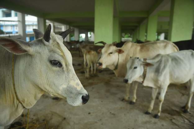 माडीका गाईमा देखियो ‘क्यू फिवर’