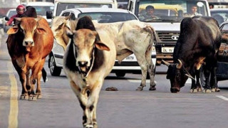 गोरक्ष महायज्ञबाट बेवारिसे गाईबाच्छाका लागि ६७ लाख सङ्कलन