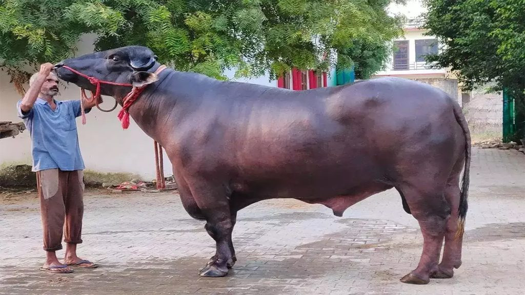 कृषि मन्त्रालयको स्पष्टोक्ति : भारतले अनुदानमा दिने राँगाबाट एक लाख भैंसीमा नश्ल सुधार हुनेछ