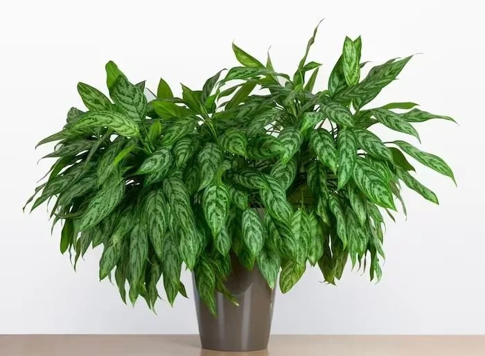 chinese-evergreen-plant_Zor6PNNsw1.webp