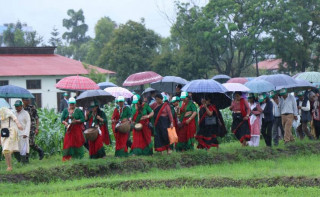 धान दिवसको अवसरमा कृषि अनुसन्धान परिषद् परिसरमा रोपाइँ