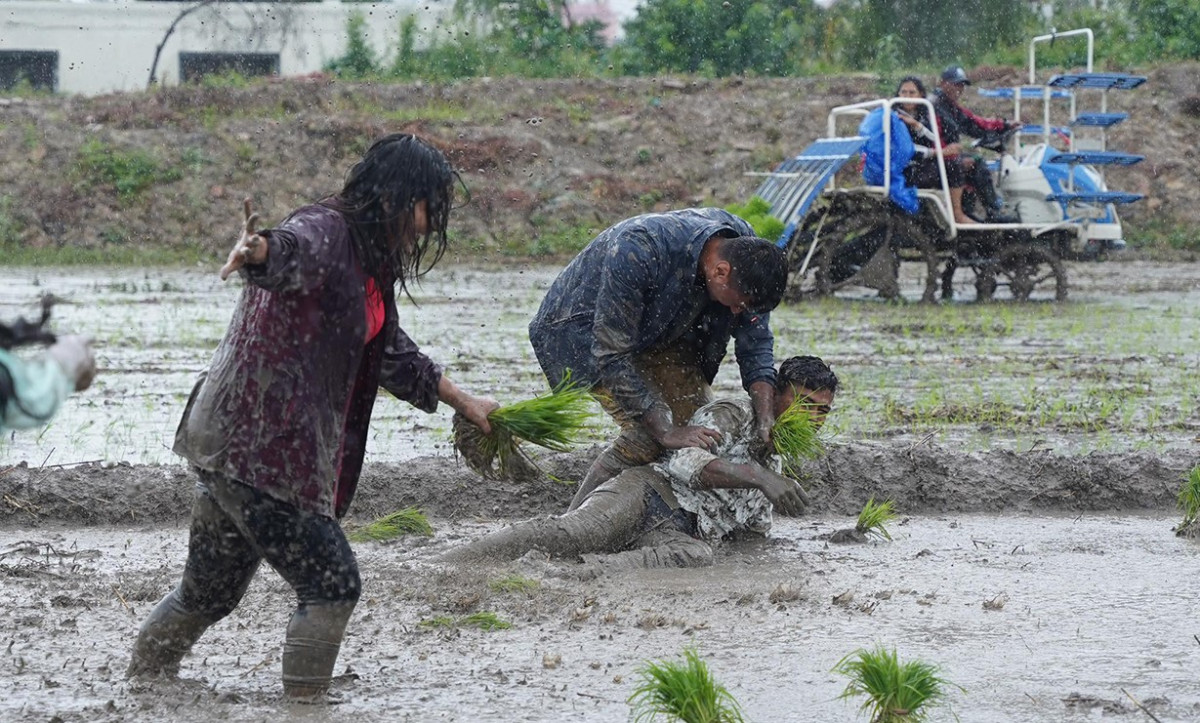 rice-plantation-10.jpg