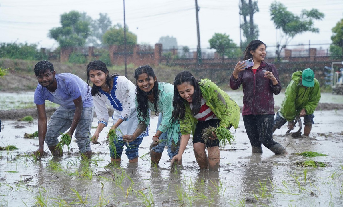 rice-plantation-8.jpg