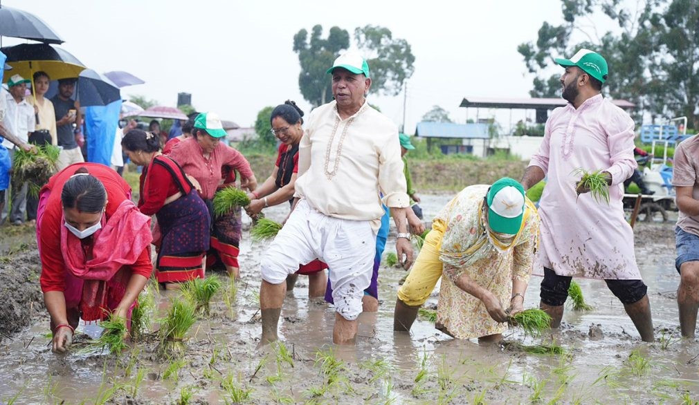 कृषिमन्त्रीले रोपे धान