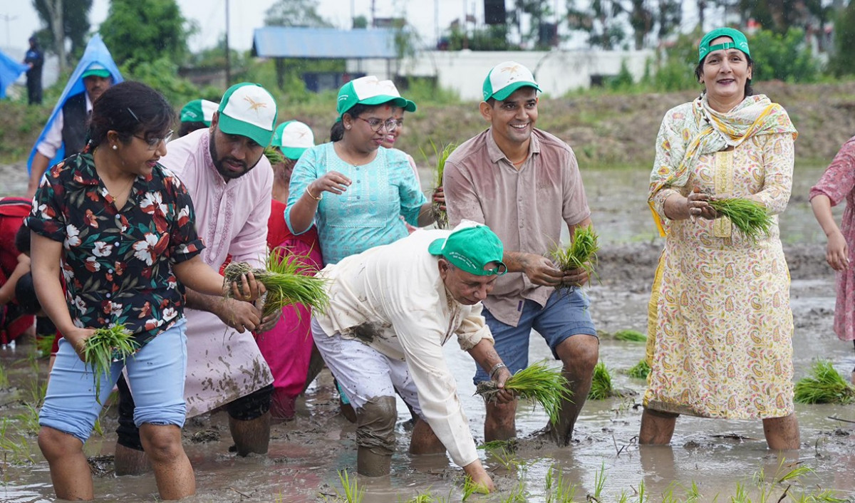 rice-plantation-by-beduram-Bhusal-3.jpg