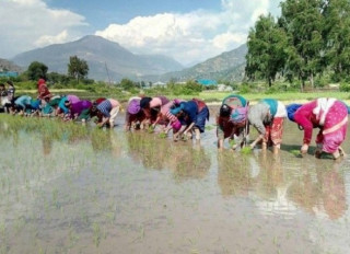 खडेरीले बाराका किसानले चैते धान रोप्न पाएनन्