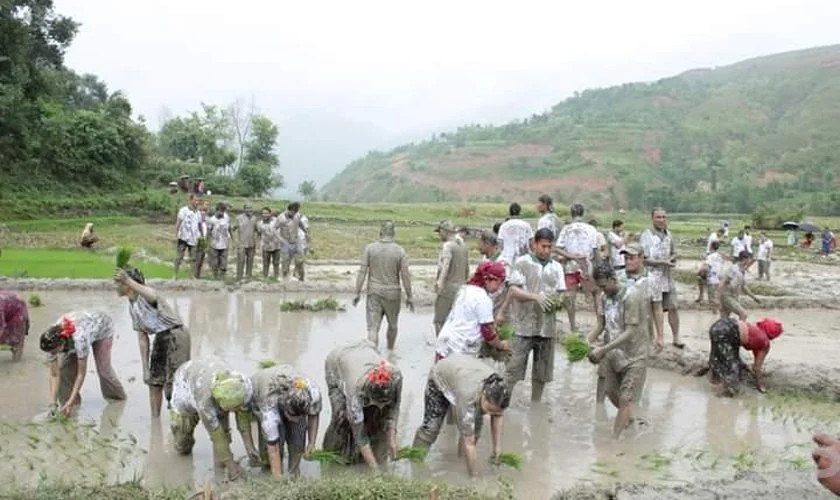 रामेछापमा अझै हुन सकेन धान रोपाइँ, खडेरीले बाली सुक्यो