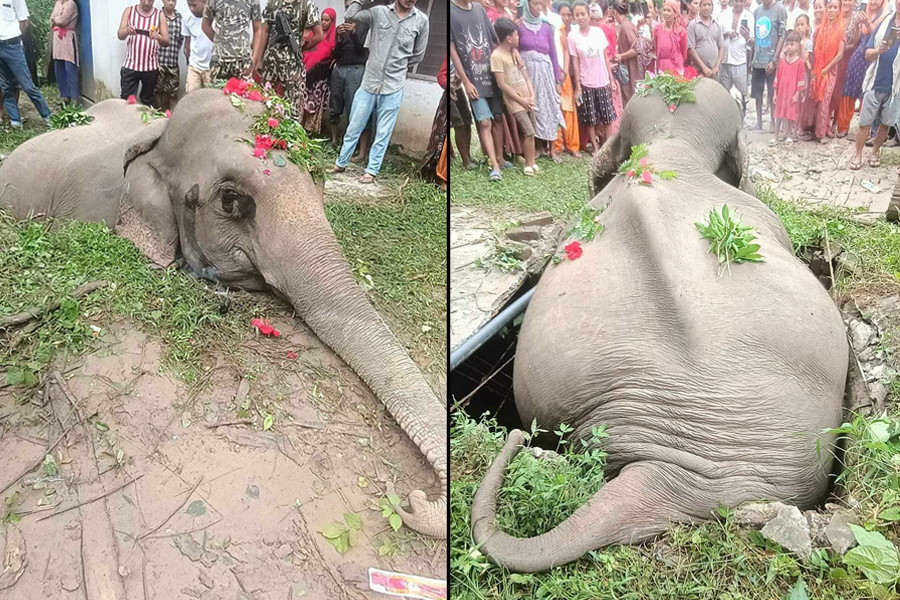 Elephant-Death-at-Kanchanpur.jpg