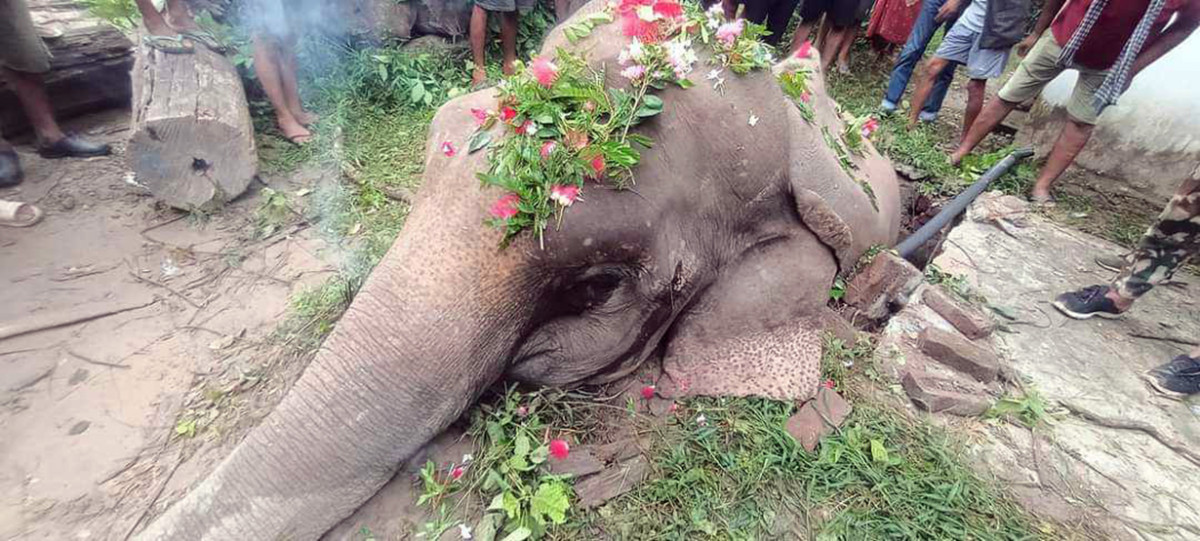 Elephant-Death-at-Kanchanpur_3.jpg