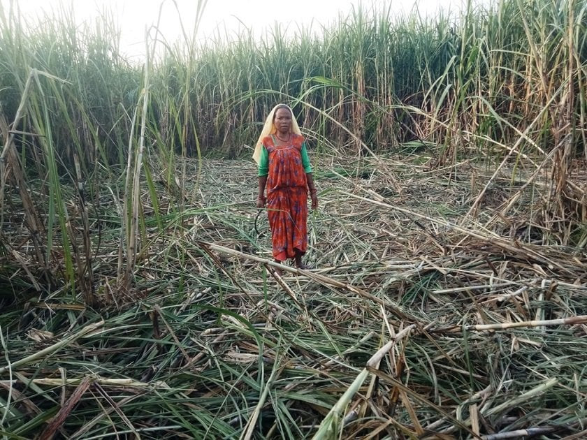 जङ्गली हात्ती उखु बालीमा पसेपछि...