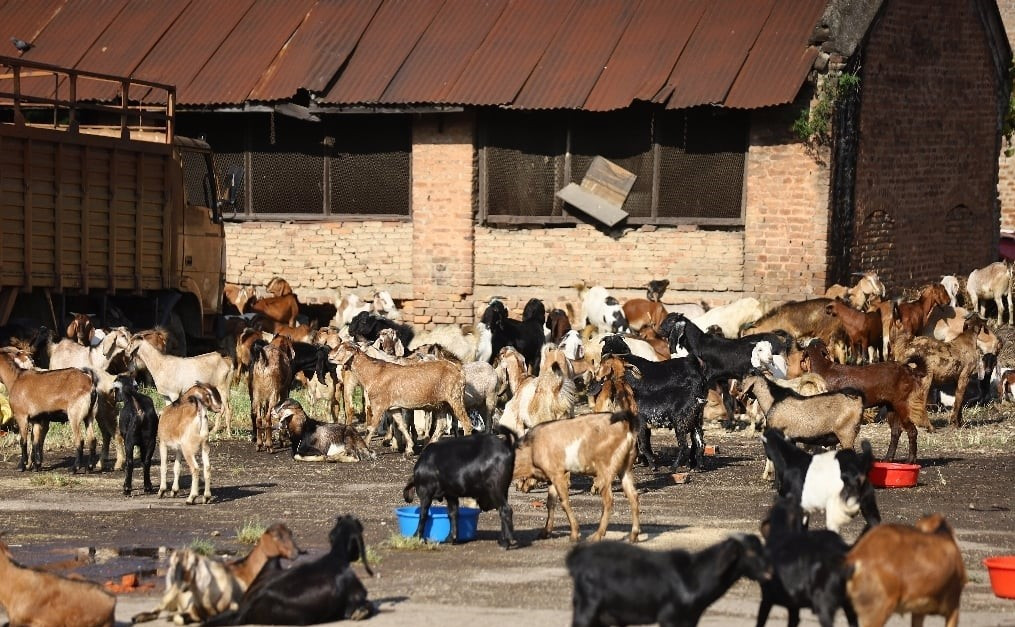 दशैंमा गर्याे सहकारीले ६९ लाखबढीको खसीबोका बिक्री