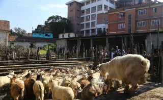 खाद्यले सुरु गर्‍यो खसी–बोकाको बिक्री 