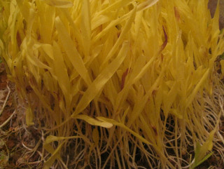 छातीमा जमरा उमार्दै सापकोटा