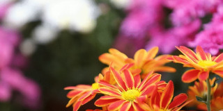 बाहुनडाँगीमा सामूहिक फूलखेती