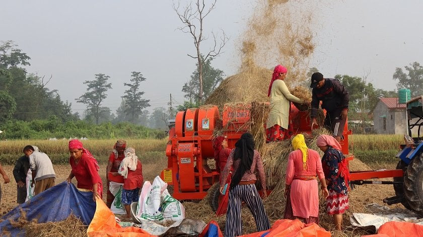 किसानलाई धान काट्न भ्याइनभ्याइ, उत्पादन बढने अनुमान