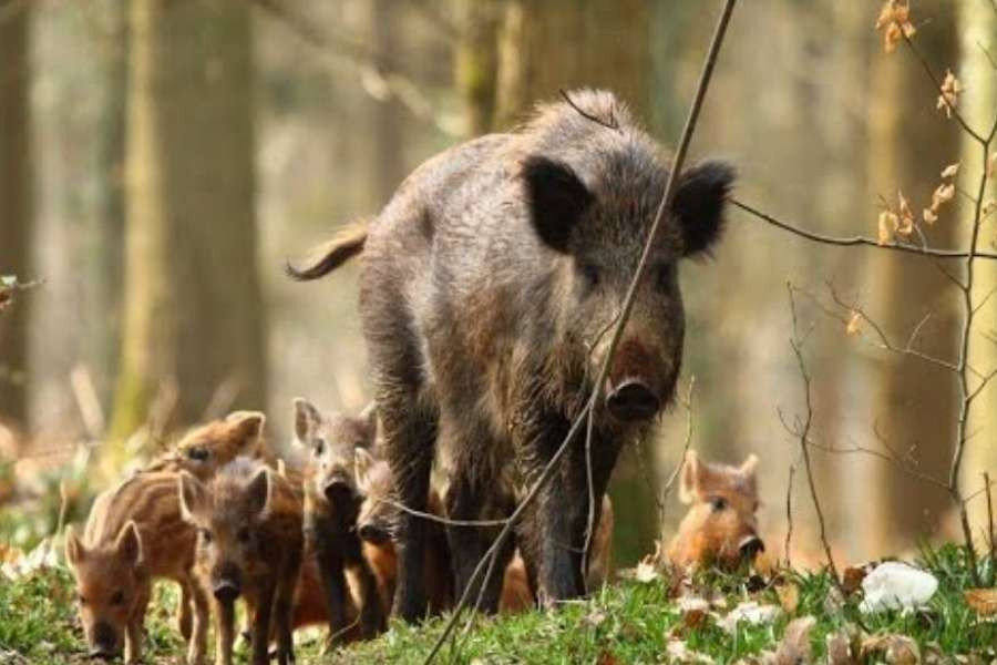 जङ्गली बँदेललाई कृषि हानिकारक वन्यजन्तु घोषणा