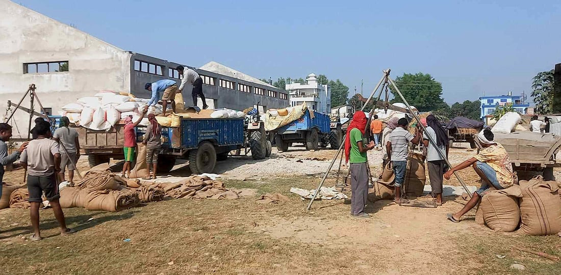 खाद्य कम्पनीले खरिद गर्‍यो ३० हजार क्विन्टल धान