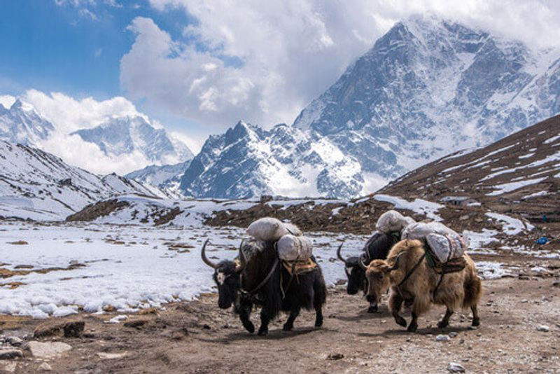 याक चौँरी कृषक महासङ्घको प्रदेश अध्यक्षमा राई