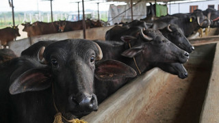 अजिरकोटका किसानलाई व्यावसायिक भैँसीपालन तालिम