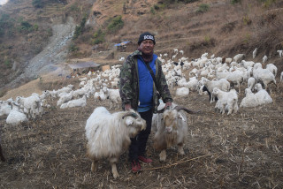 हिम्मतले भेडीगोठ धानेका हिमबहादुर छन्त्याल