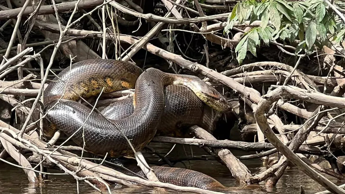 एमाजनको जंगलमा भेटियो सर्पको नयाँ प्रजाति