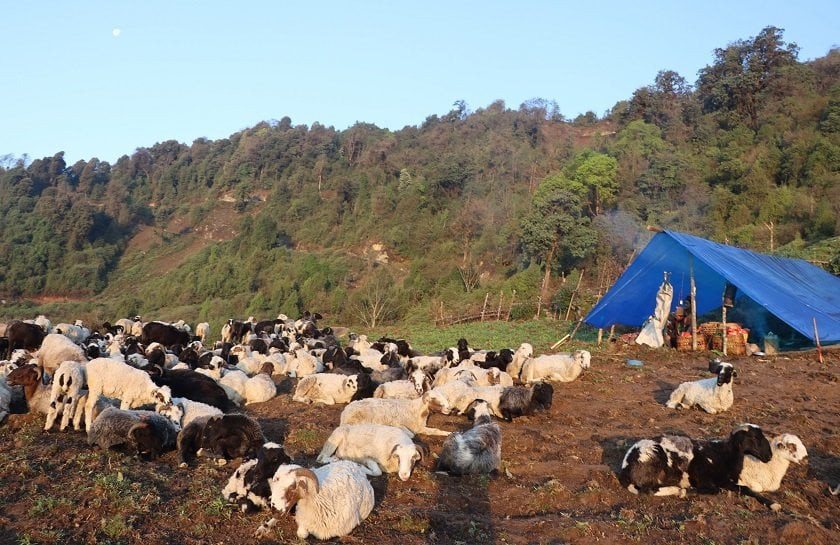 हिमाली  भेगमा सारिँदै भेडीगोठ