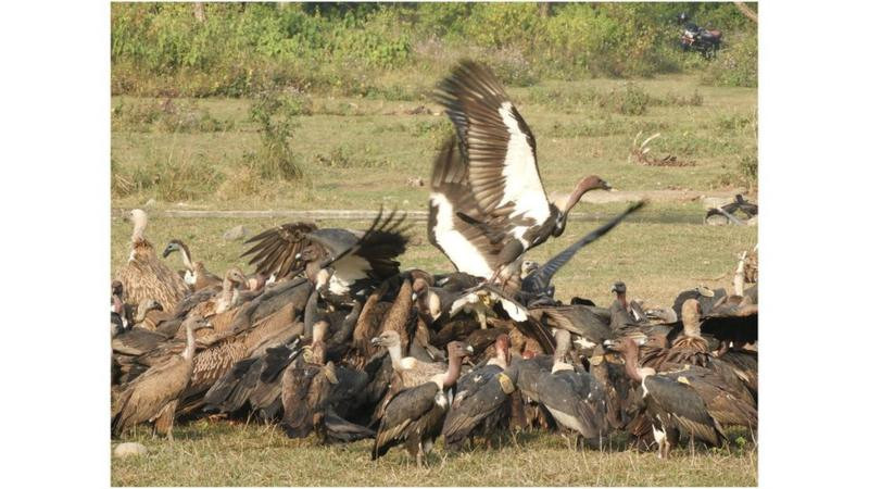 गिद्ध संरक्षण गर्न रेस्टुराँ