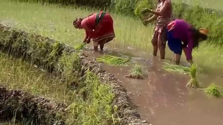 धादिङका किसान चैते धान रोप्न व्यस्त