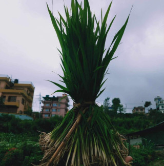 सिँचाइ अभावले चैते धानखेती सङ्कटमा