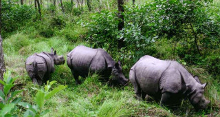 ३८ वर्षमा एकसय नौ गैँडा स्थानान्तरण, विभिन्न देशलाई २६ उपहार