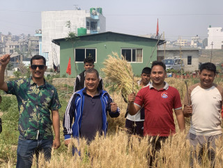 श्रमिक दिवसको दिन ललितपुरको हरिसिद्धिमा गहुँ काट्न पुगे  विप्लव