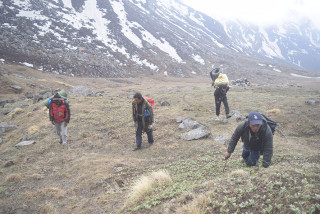 बुकी क्षेत्रमा बसेर यार्सागुम्बाको खोजी