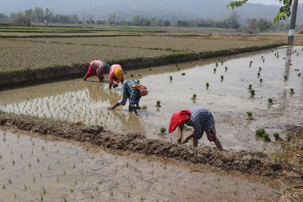 लमजुङमा बर्खे धान रोप्न सुरु