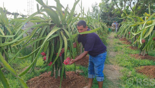 ‘ड्रागन’खेतीबाट प्रशस्त आम्दानी गदै ढकाल